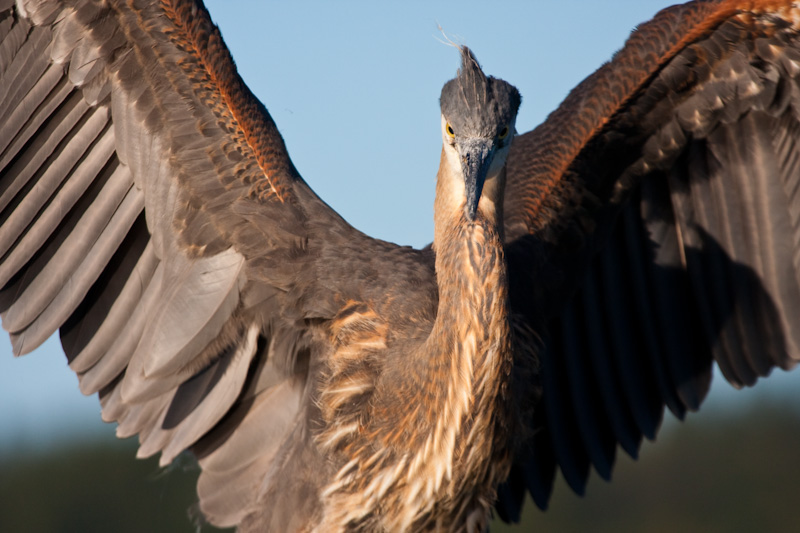 Great Blue Heron